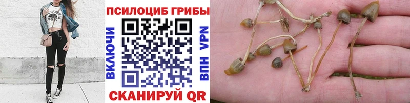 Псилоцибиновые грибы MAGIC MUSHROOMS Новый Оскол